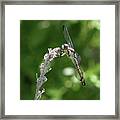 Dragonfly - 2 Framed Print