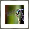 Dragonfly 0367 Framed Print