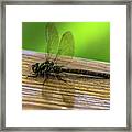 Dragonfly Colors Framed Print