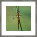 Dragonfly Gold Framed Print