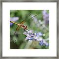 Dragonfly In The Lavender Garden Framed Print