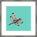 Dragonfly Framed Print