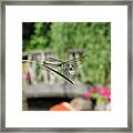 Dragonfly Framed Print