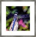Dragonfly On Driftwood Framed Print