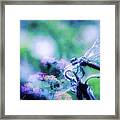 Dragonfly On Lantana-blue Framed Print