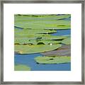 Dragonfly On Lily Pad Framed Print