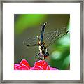 Dragonfly On Rose Framed Print