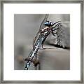Dragonfly Pause Framed Print