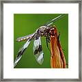 Dragonfly Portrait 2 Framed Print
