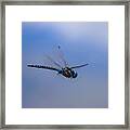 Dragonfly Framed Print
