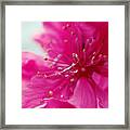 Dreaming In Pink Framed Print