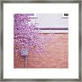 Dreaming Of Blossoming Framed Print