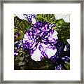 Star Kissed Bloom Framed Print