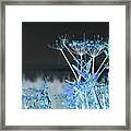 Dreamy Cow Parsnip Framed Print