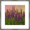 Dreamy Lupin Framed Print