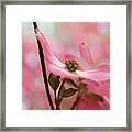 Dreamy Pink Blossoms Framed Print