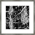 Dried Plant #81 Framed Print