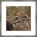Dried Thistles In Front Of Barbed Wire Framed Print