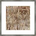 Dried Wheat Grass In Socal Sun Framed Print