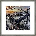 Driftwood Beach 5 Framed Print