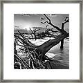Driftwood Beach 8 Framed Print