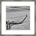 Driftwood On The Beach In Black And White Framed Print