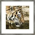 Drinking Tiger Framed Print