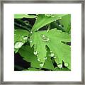 Drops On Poppy Leaves Framed Print