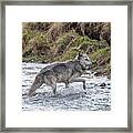 Druid Wolf 21m In Soda Butte Creek Framed Print