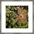 Dryas Framed Print