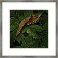 Drying Leaf With New Bloom Framed Print