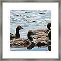 Duck Babies On The Water Framed Print