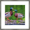 Duck Buddies Framed Print