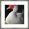Duck Duck Goose Framed Print