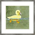 Duck On The Water Framed Print