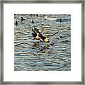 Duck Race Framed Print