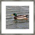 Duck By The Riverside Framed Print
