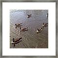 Ducks On The Occoquan River Framed Print