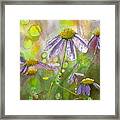 Due Today Z - Dew To Daisy Framed Print