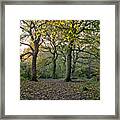 Dusk In The Autumn Woods. Framed Print