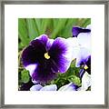 Dusted Purple Pansy Framed Print