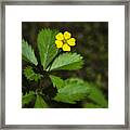 Dwarf Cinquefoil Flower Framed Print