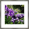 Dwarf Iris Framed Print