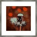 Dying Blowball Framed Print