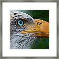 Eagle Eye Framed Print
