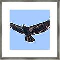 Eagle Eye's Framed Print