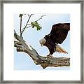Eagle Flying Lessons 1 Framed Print