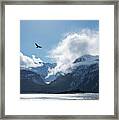 Eagle Flying Over The Chilkat Inlet Framed Print