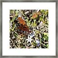 Eagle Lakes Park - Gulf Fritillary Passion Butterfly Framed Print