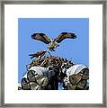 Eagle Lakes Park - Osprey Bringing Fish Meal To The Nest Framed Print